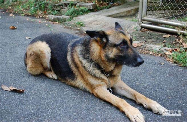 高雄林姓女子遛狼狗（图非当事犬），吓到林姓妇人害摔伤被告，检察官认为，林女有牵绳控制，狼犬也非公告危险犬、须戴嘴套，最判处分不起诉。（本报资料照／袁庭尧高雄传真）