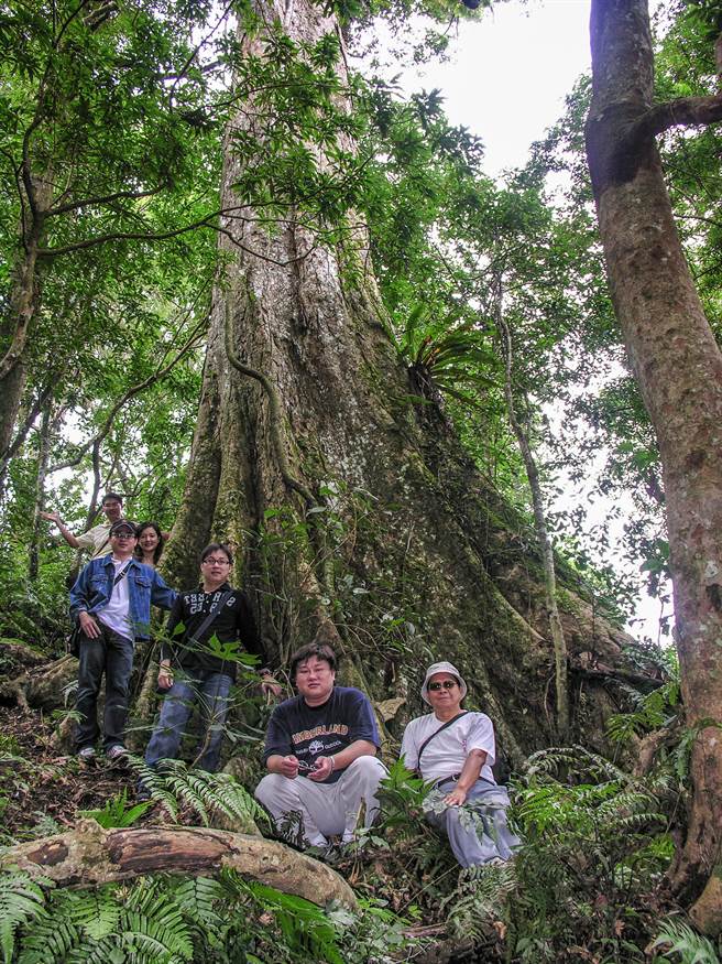 地方文史工作者吴庆杰（右）以往与友人登山在生机昂然的青刚栎神木前合影。（吴庆杰提供／罗浚滨新竹传真）