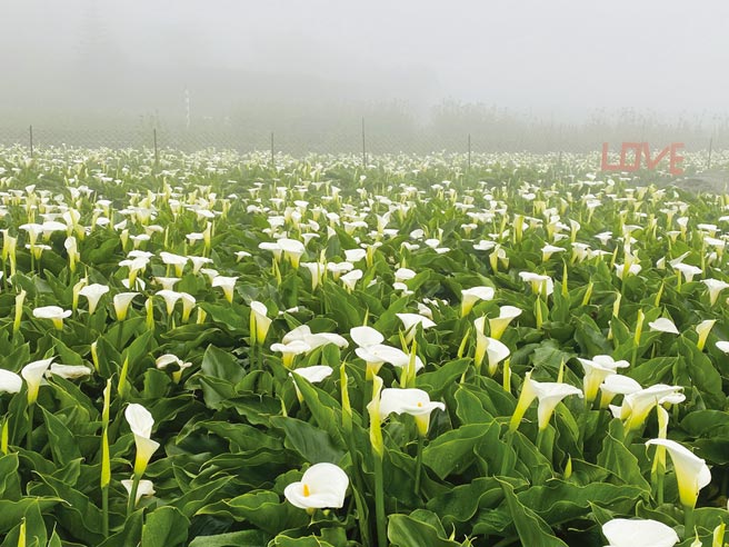 竹子湖海芋季3月底开跑 特刊 工商时报