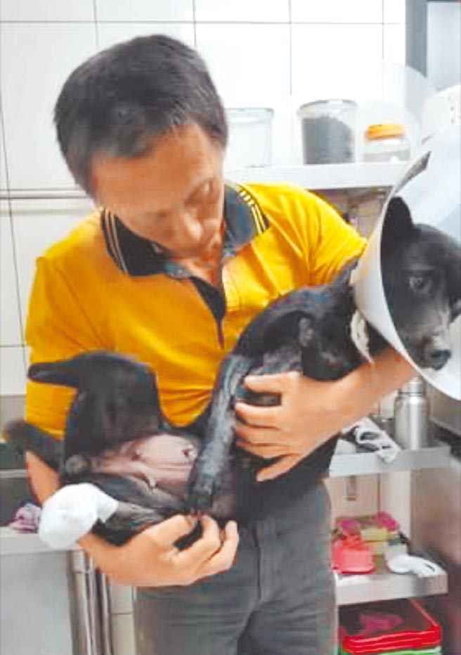 小黑狗3隻腳都遭「獸鋏」夾斷，令人痛心不已。（讀者提供／王志偉花蓮傳真）