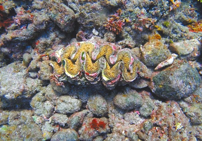 台东县復育砗磲贝，存活率高达9成。（台东县政府提供／蔡旻妤台东传真）