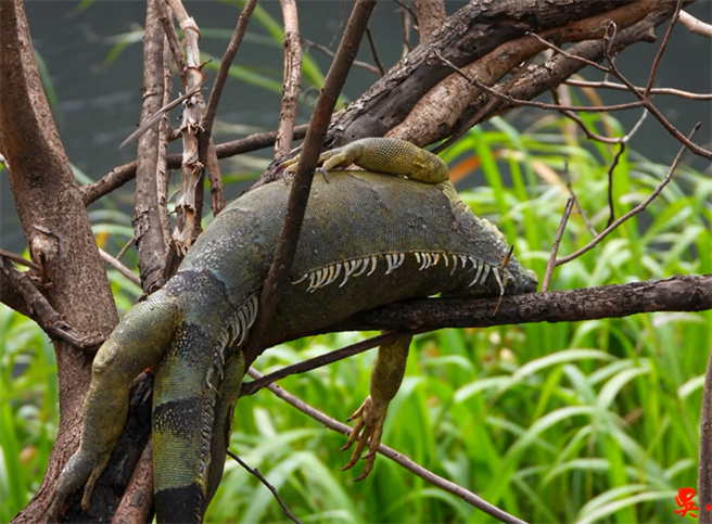 YouTuber吳小珍直擊在二林溪畔，隨處可見綠鬣蜥屍體，有些漂在水上，有些則吊死在樹枝間。（翻攝Youtube「吳小珍」）