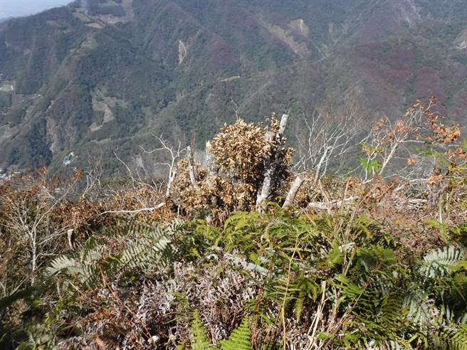 新竹林區管理處巡山員近日於苗栗縣鳥嘴山，發現山頂樹木遭人砍倒，疑似為登山民眾為了求取好視野，將擋在面前的樹木砍除，但此舉已觸法。（新竹林管處提供／巫靜婷苗栗傳真）