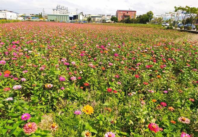 桃園市八德區和強路4公頃花海美不勝收。（賴佑維攝）