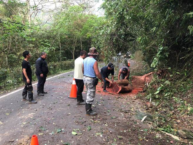 头份警分局东河所员警协同东河村长风木甚、南庄乡公所清洁队移除倒伏巨木。（头份警分局提供／谢明俊苗栗传真）