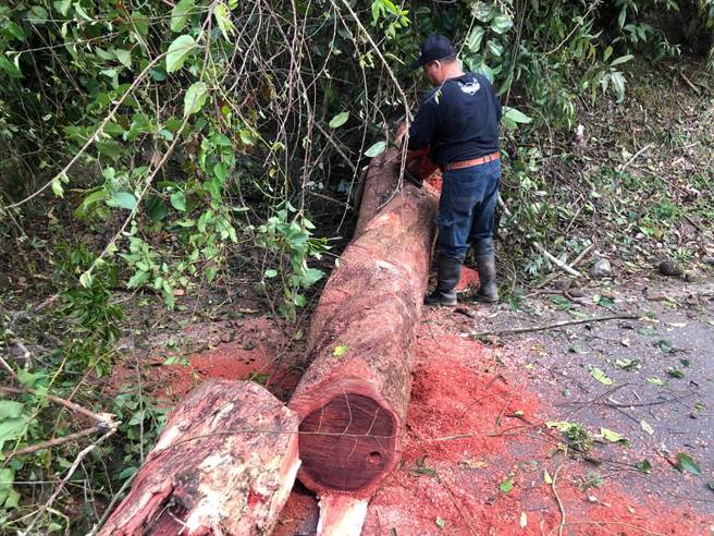 头份警分局东河所员警协同东河村长风木甚、南庄乡公所清洁队移除倒伏巨木。（头份警分局提供／谢明俊苗栗传真）