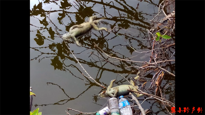 YouTube頻道吳小珍在頻道Po出獵殺綠鬣蜥亂象，發現二林溪畔有許多綠鬣蜥屍體，疑似有民眾獵殺後未將屍體處理乾淨，留在現場。(翻攝YouTube頻道吳小珍／吳建輝彰化傳真)