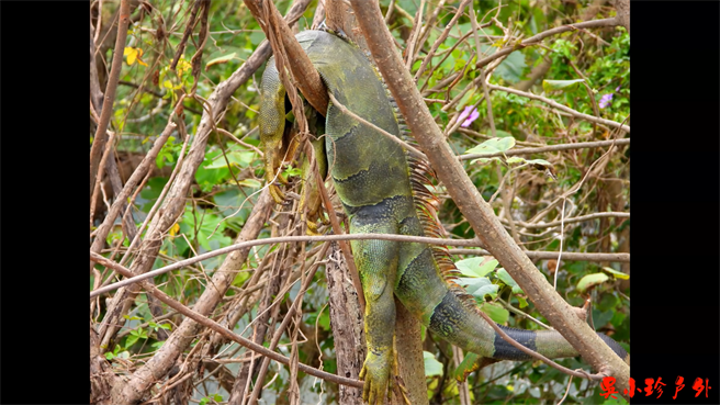 影片提到隨處都可以看到綠鬣蜥屍體，但依綠鬣蜥習性，受傷是不可能留在原地，必定會跑到洞穴躲藏，不可能掛在樹上，應該是直接被打死的。(翻攝YouTube頻道吳小珍／吳建輝彰化傳真)