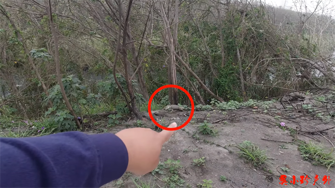 吳小珍家人也強調，影片拍攝是他們主動發現問題，並非他們所為，拍攝影片是希望呼籲所有鄉親獵殺外來種是好事，但也要善盡環境保護的責任。(翻攝YouTube頻道吳小珍／吳建輝彰化傳真)