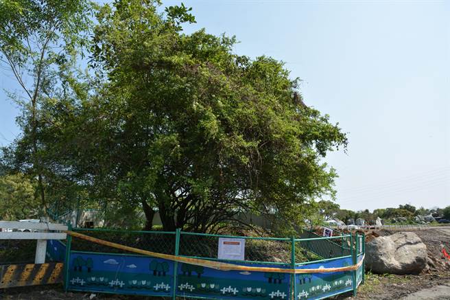 第九河川局在花蓮木瓜溪進行護岸工程，意外發現2棵原生種台灣火刺木，最高有3公尺，初估樹齡約50年以上；其中1棵健康不理想，已圍籬保護治療。（王志偉攝）