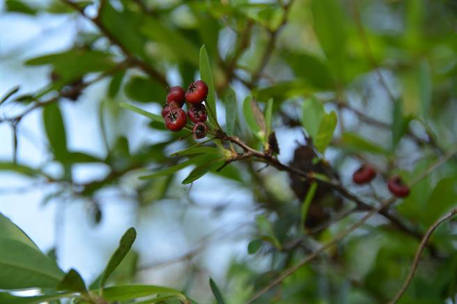 台灣火刺木鮮豔成串的紅色果實，是許多鳥類的食物來源。（王志偉攝）