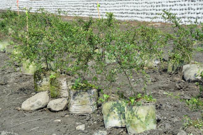 九河局今在木瓜溪上游河畔舉行工程說明會暨復育台灣火刺木活動，將在河畔種下400株台灣火刺木。（王志偉攝）