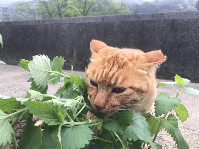 打造貓咪樂園動保處響應植樹節種植國寶鐘萼木 貓薄荷 生活 中時