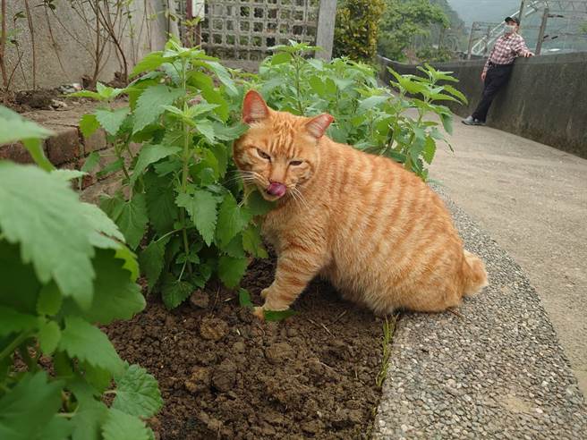 動保處響應植樹節猴峒種國寶鐘萼木 貓薄荷 寶島 中時