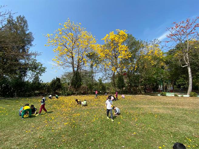 虎山實小校園樹木蓊鬱。（曹婷婷攝）