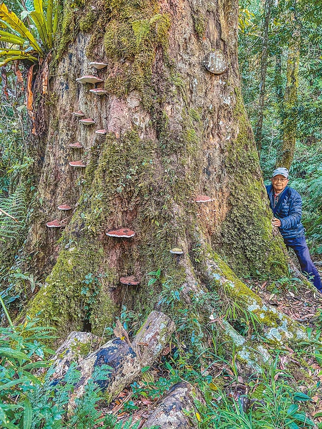地方文史工作者吴庆杰日前与友人登山时发现青刚栎神木好像罹病死亡，树干长了很多灵芝。（吴庆杰提供／罗浚滨新竹传真）