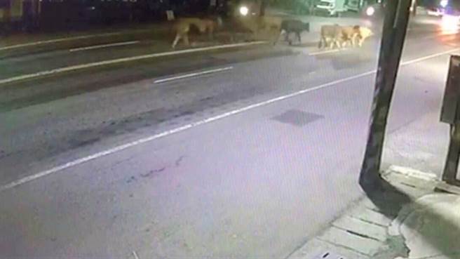 燕巢区一群牛儿（右上）日前晚间逛大街。（翻摄照片／林瑞益高雄报导）