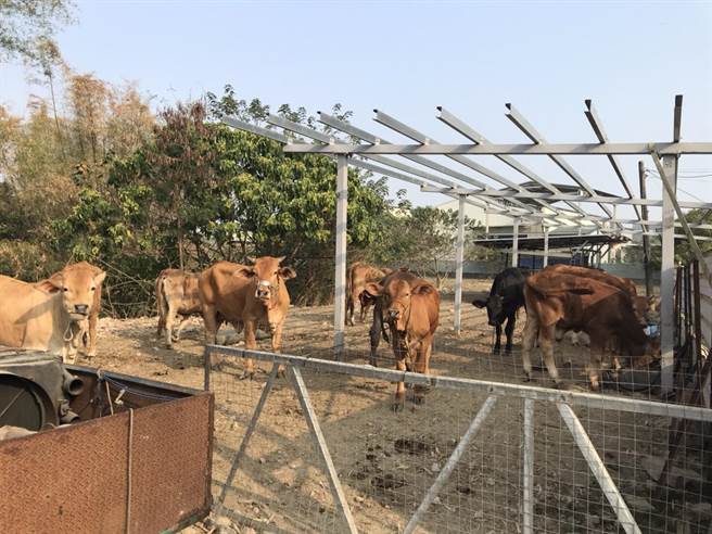 燕巢区这群牛儿平日被圈围饲养，因为受到野狗惊吓，所以上街散心。（翻摄照片／林瑞益高雄报导）