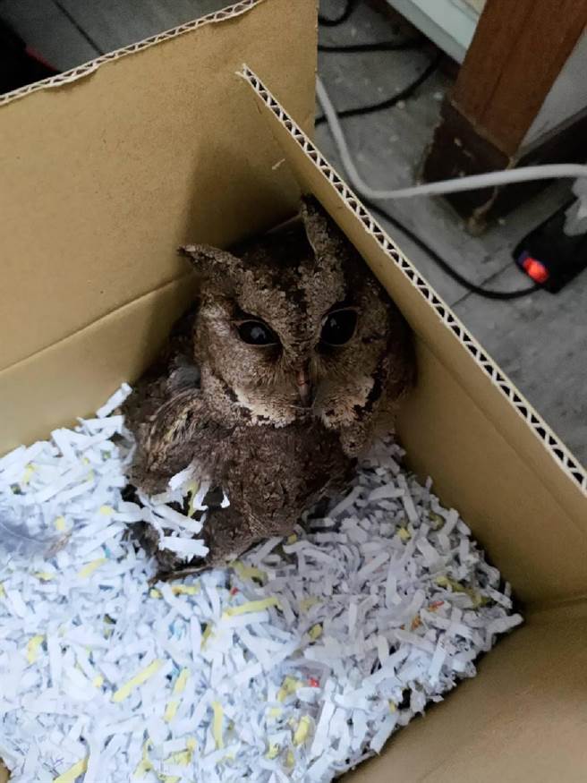 被民眾拾获的2级保育类鸰角鸮，因受伤被苗栗县政府农业处带回照料，待身体復癒后再行野放。（警方提供）