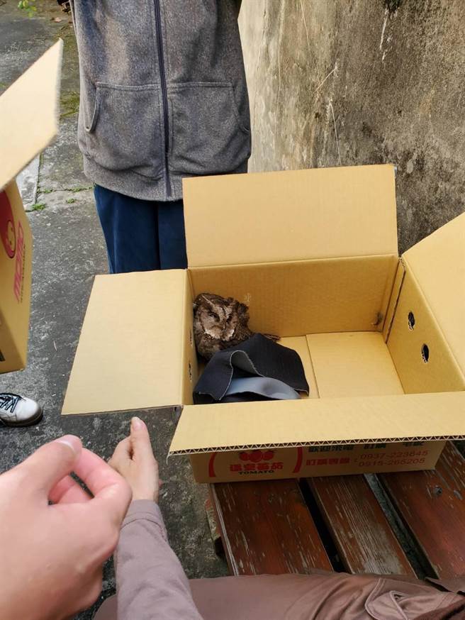 被民眾拾获的2级保育类鸰角鸮，因受伤被苗栗县政府农业处带回照料，待身体復癒后再行野放。（警方提供）