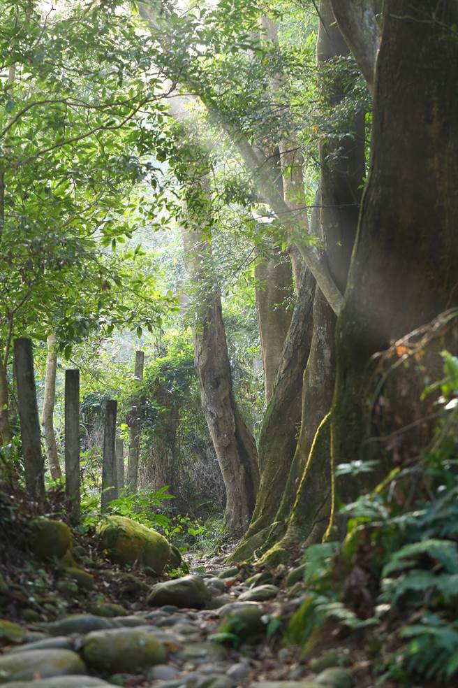 清晨中的大坑5-1步道。（台中市觀旅局提供／陳淑娥台中傳真）