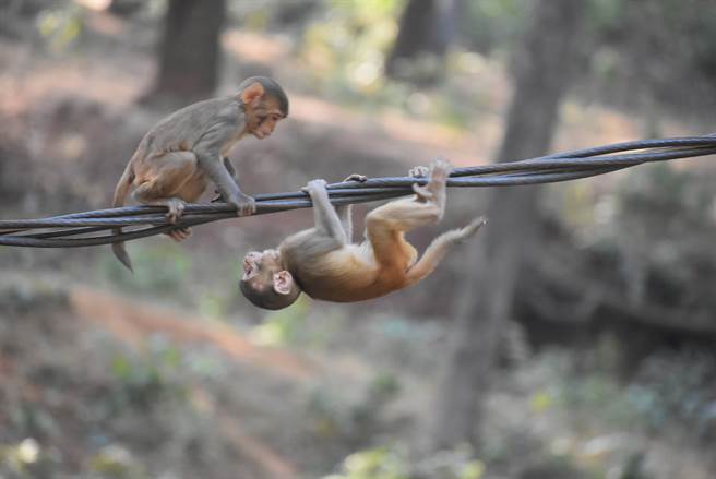 猴子爬上电线往下滑，完全不怕有被电到的风险，不过早在去年1月，就有猴子爬上电线，导致变电箱爆炸，牠甚至因此受伤失明。(示意图/达志影像)