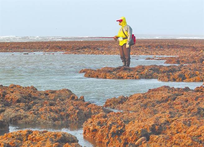 截至昨天為止，藻礁公投已回收近70萬份連署書。圖為民眾在觀新藻礁生態保護區垂釣。（本報資料照片）