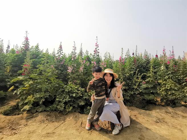 学甲蜀葵花盛开，吸引游客前往拍照赏花。（刘秀芬摄）