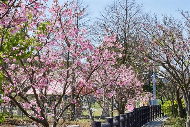 新北市三芝區知名的賞櫻景點「三生步道」，道路遍植櫻花做為景觀花卉， 3月中旬的吉野櫻花季即將接續來到。（景觀處提供）