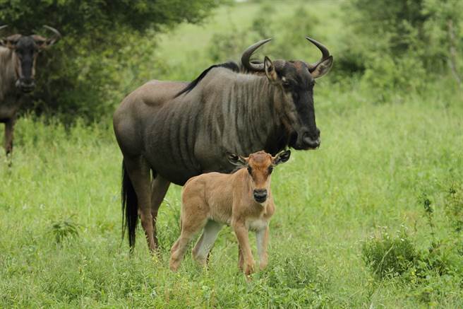 新生牛羚才刚开始学习站立和走路，就惨遭鬣狗群盯上，没想到牠竟潜能爆发，成功逃过死劫。(示意图/达志影像)