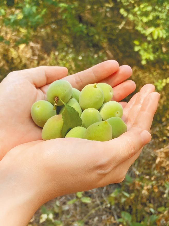 缺少雨水滋润，今年台南楠西区梅岭梅子结实累累，再过10天即可採收，目前个头仅1元硬币大小。（林静淑提供／刘秀芬台南传真）