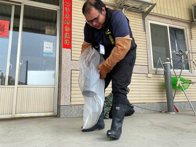 農業局指出，若有蛇、蜂入侵民宅、居家環境、社區或學校等事件，可立即撥打市府消防局專線119。（台中市農業局提供／陳淑娥台中傳真）