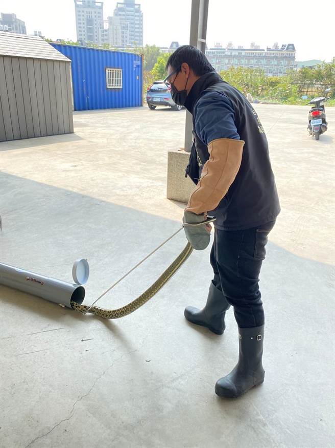 農業局指出，若有蛇、蜂入侵民宅、居家環境、社區或學校等事件，可立即撥打市府消防局專線119。（台中市農業局提供／陳淑娥台中傳真）