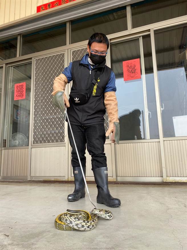 農業局指出，若有蛇、蜂入侵民宅、居家環境、社區或學校等事件，可立即撥打市府消防局專線119。（台中市農業局提供／陳淑娥台中傳真）
