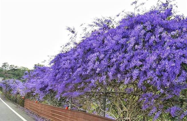锡叶藤盛开时非常迷人，「紫瀑花墙」曾吸引大批游客前往拍照、打卡。（翻摄观光局脸书）