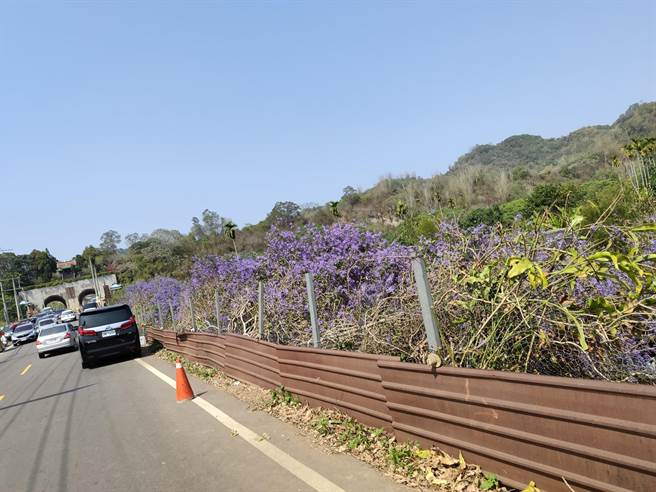 吕姓农民因受不了游客衍生交通乱象，一夜之间几乎把锡叶藤砍光。（翻摄六七一茶花园脸书）