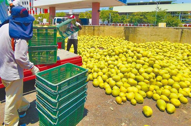 农发基金近年产销调节紧急处理计画执行率大增，2019年破天荒砸下6.59亿收购农产品，却被爆有3亿收购后被送去掩埋、作堆肥及饲猪。图为2019年台南市文旦生产过剩，整批被堆置。（本报资料照片）