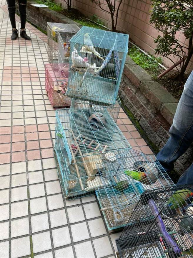 中華民國愛鳥兒救援協會救出李女家的鳥寶。（圖／摘自臉書〈中華民國愛鳥兒協會〉，陳淑娥台中傳真）