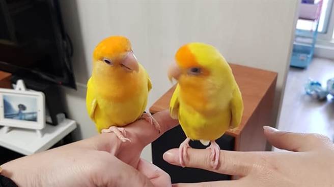 台中李姓前空姐11日涉嫌潑汽油燒夫，造成夫妻倆重傷，由於屋內26隻鸚鵡無人餵食，對此，中華民國愛鳥兒救援協會輾轉得知後，立刻展開救援，已將全部鸚鵡帶回協會代為照顧。（圖／翻攝自李前空姐臉書）