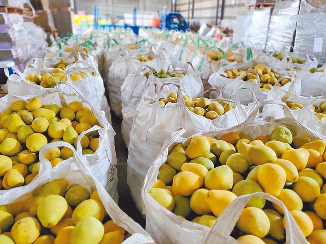 去年文旦种植面积增加，产量暴增，农粮署祭出收购后，古坑乡的永兴蔬果生产合作社一个上午就收满130公吨收购量。（本报资料照片）