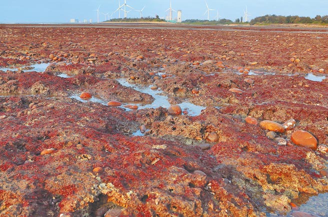 立院卫环委员会召委陈玉珍邀约环团，今天在桃园观塘工业区和中央部会正面交锋。图为观新藻礁生态保护区的藻礁在退潮时分露出水面。（本报资料照片）