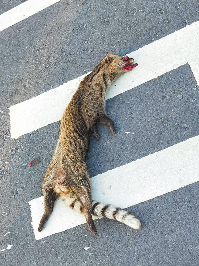 卓蘭民眾14日上午行經苗140縣道卓蘭往三義方向砂石場附近路段，發現1隻2級保育類動物麝香貓遭路殺，血淋淋躺在側車道。（民眾提供／巫靜婷苗栗傳真）