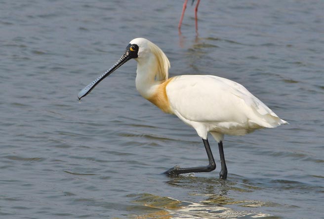 冬春之际，黑面琵鹭成鸟的头顶后和颈部长出亮眼的金黄色繁殖羽。（苏银添提供／张毓翎嘉义传真）