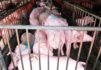 請毛豬聽佛經 南投豬隻每日交易量從900頭提升到1600頭