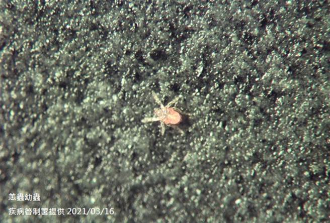 恙蟲會停留於草叢中，伺機攀附到經過的動物或人類身上，若遭具傳染性的恙蟎幼蟲叮咬就會得到恙蟲病。(疾病管制署)