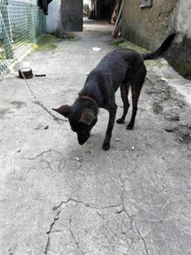 桃園市龍潭區中興路發生一起虐狗事件，飼主因狗狗在屋內便溺，一時情緒失控猛打狗兒。（黃婉婷攝）