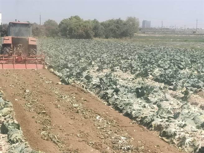 日前农委会虽表示不启动高丽菜耕锄，但为了不让菜价崩盘，近来还是透过合作社场进行耕锄作业，南市目前已经处理掉约10公顷菜园，后续还有农民申请。（读者提供／庄曜聪台南传真）