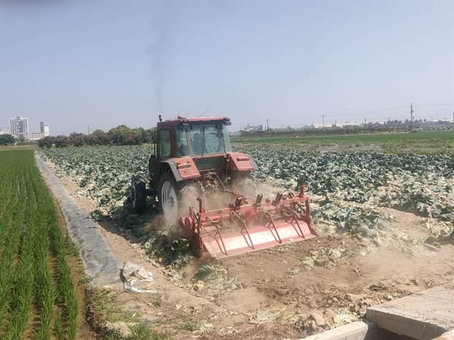 日前农委会虽表示不启动高丽菜耕锄，但为了不让菜价崩盘，近来还是透过合作社场进行耕锄作业，南市目前已经处理掉约10公顷菜园，后续还有农民申请。（读者提供／庄曜聪台南传真）