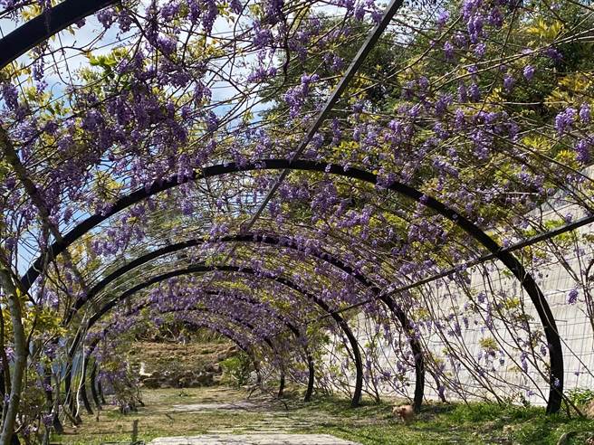 嘉義縣梅山鄉瑞里村青葉山莊旁的「紫藤花隧道」種植約8年，預計2年後花況會更盛大。（張亦惠攝）