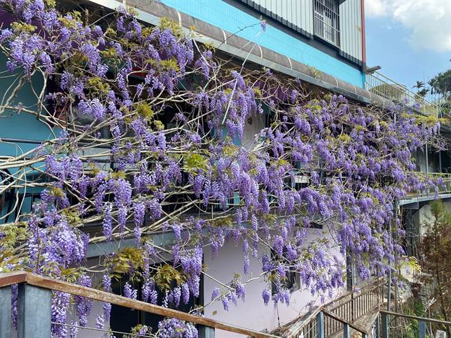 嘉義縣梅山鄉瑞里村小公主咖啡建築牆上的紫藤花已滿開。（張亦惠攝）